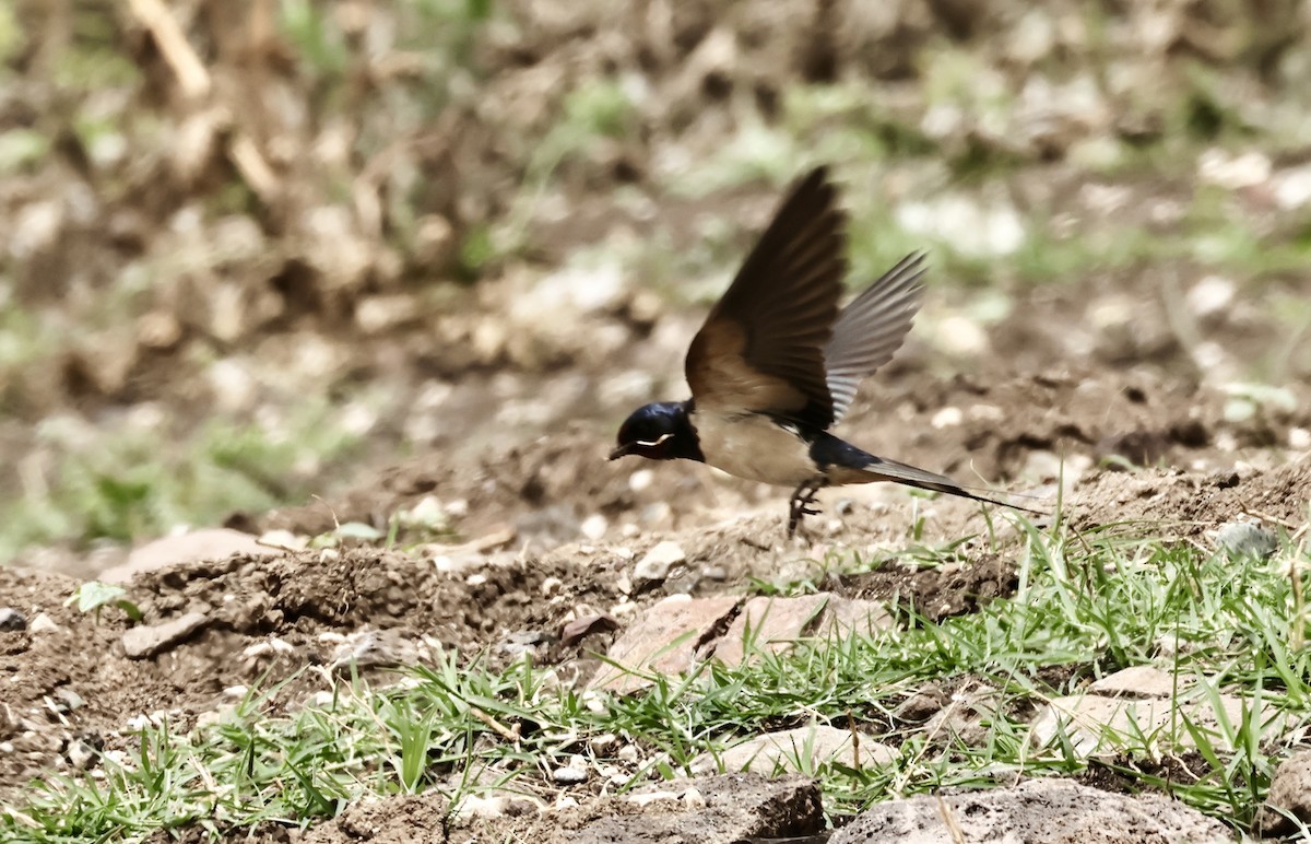 Barn Swallow - Murat Polat