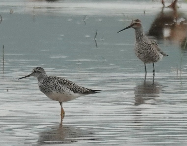 Stilt Sandpiper - ML618831103