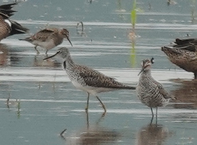 Stilt Sandpiper - ML618831104