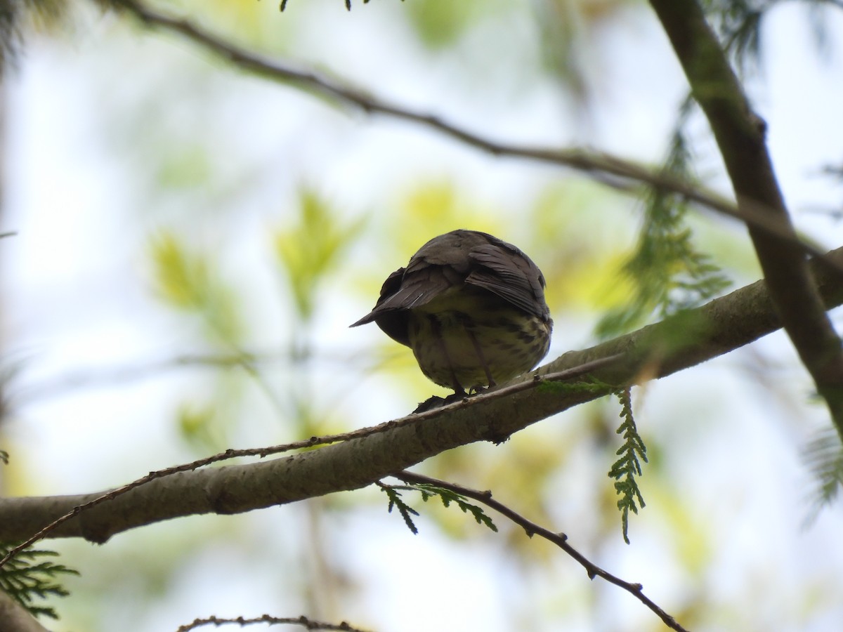 Northern Waterthrush - ML618831106