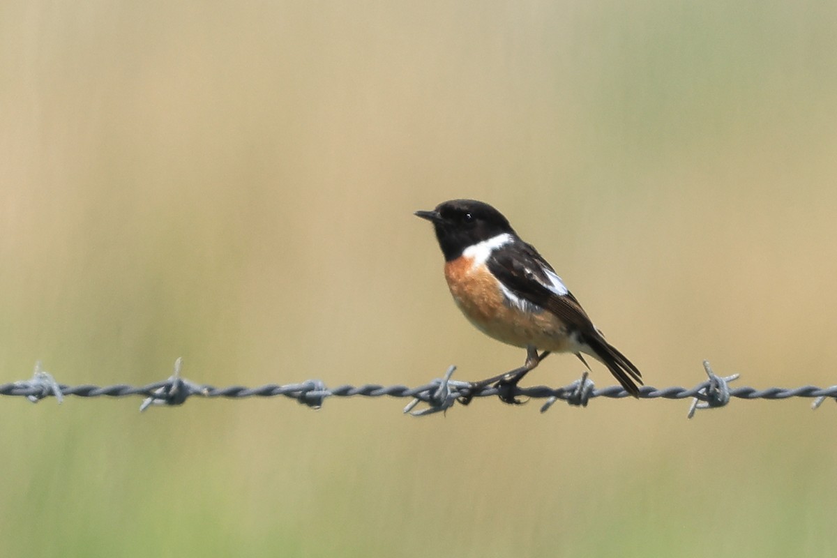 European Stonechat - Paul (Mac) Smith   🦅