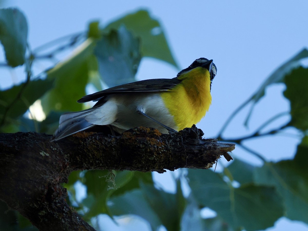 Yellow-breasted Chat - Rishab Ghosh