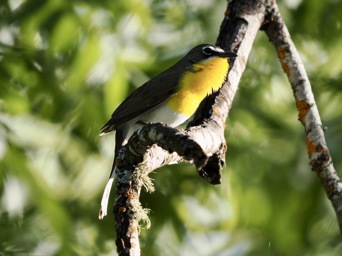 Yellow-breasted Chat - Rishab Ghosh