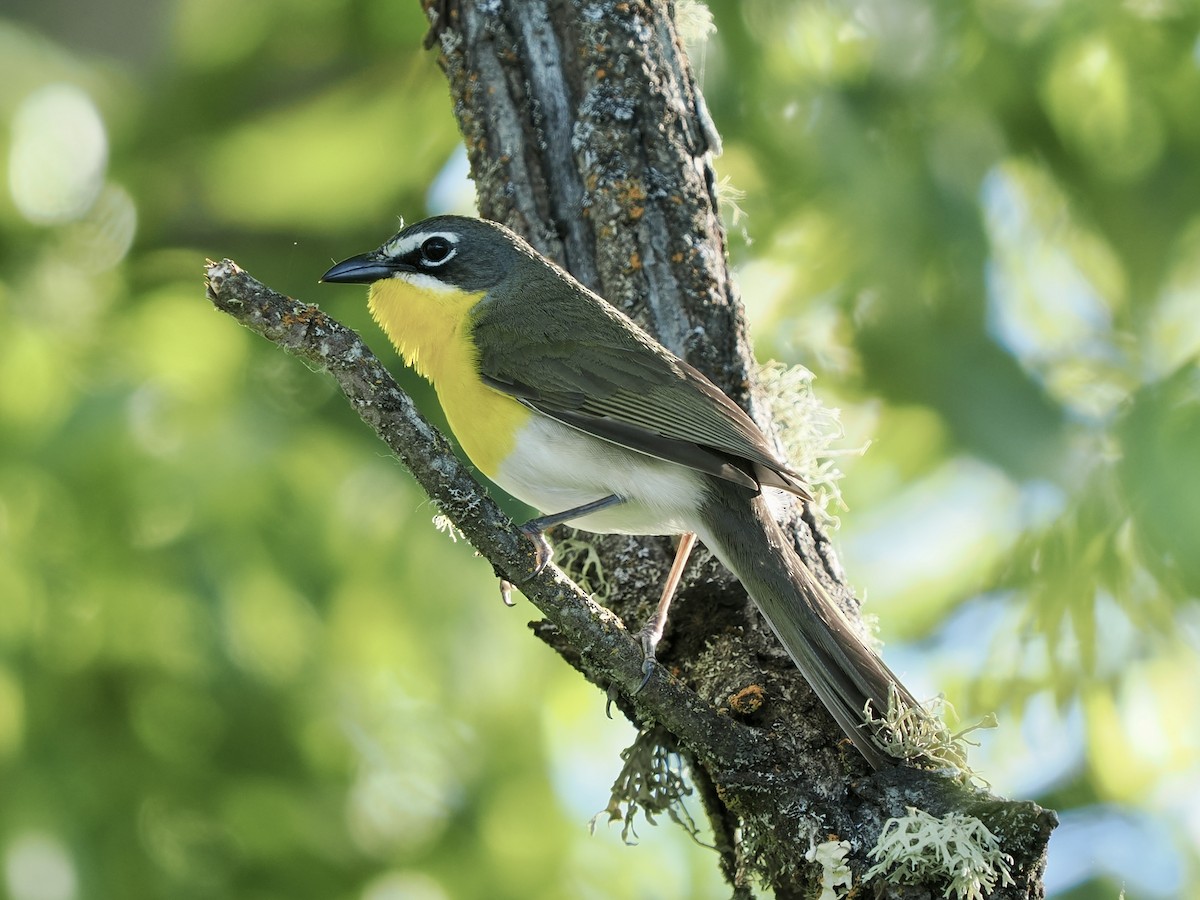 Yellow-breasted Chat - Rishab Ghosh