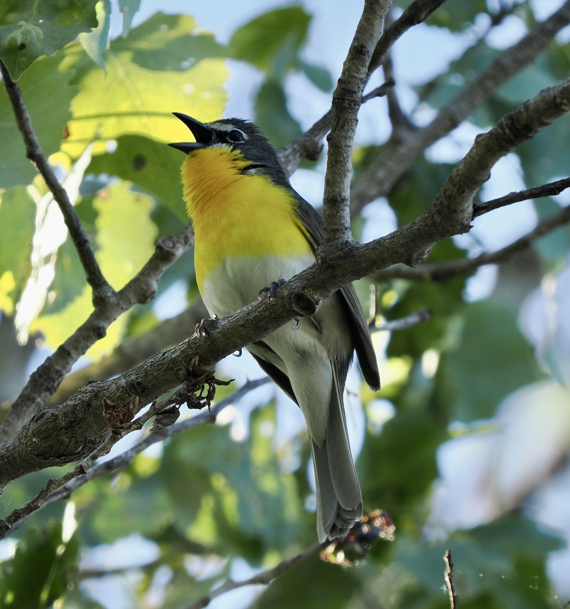 Yellow-breasted Chat - Rishab Ghosh