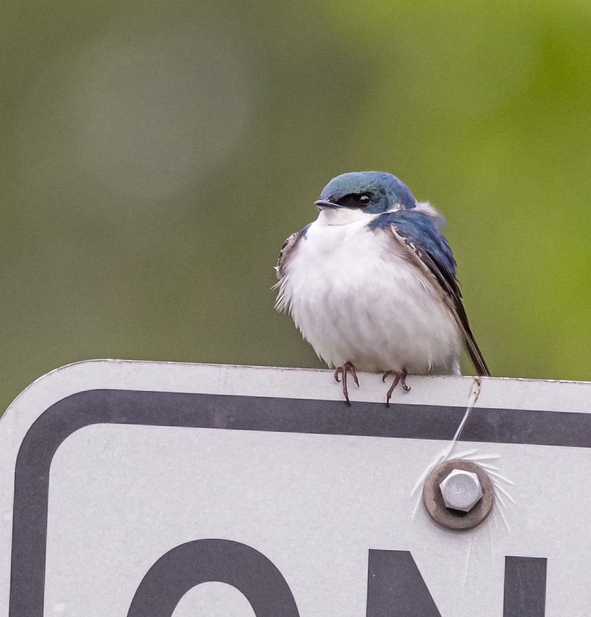 Tree Swallow - Mike Murphy