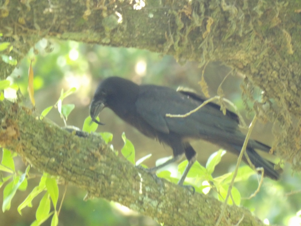 American Crow - Jerhemy Lonzo