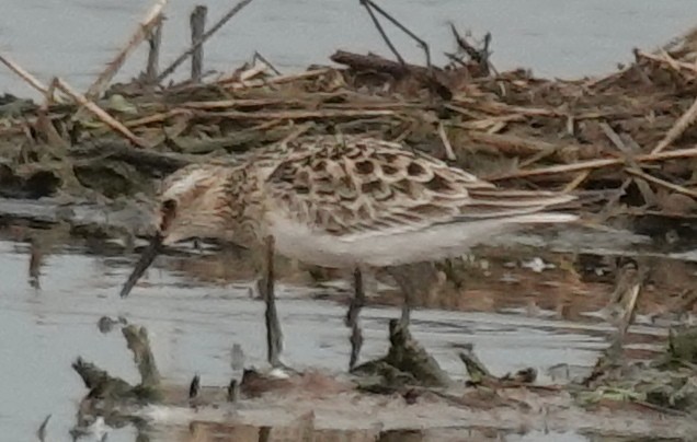 pygmésnipe - ML618831140