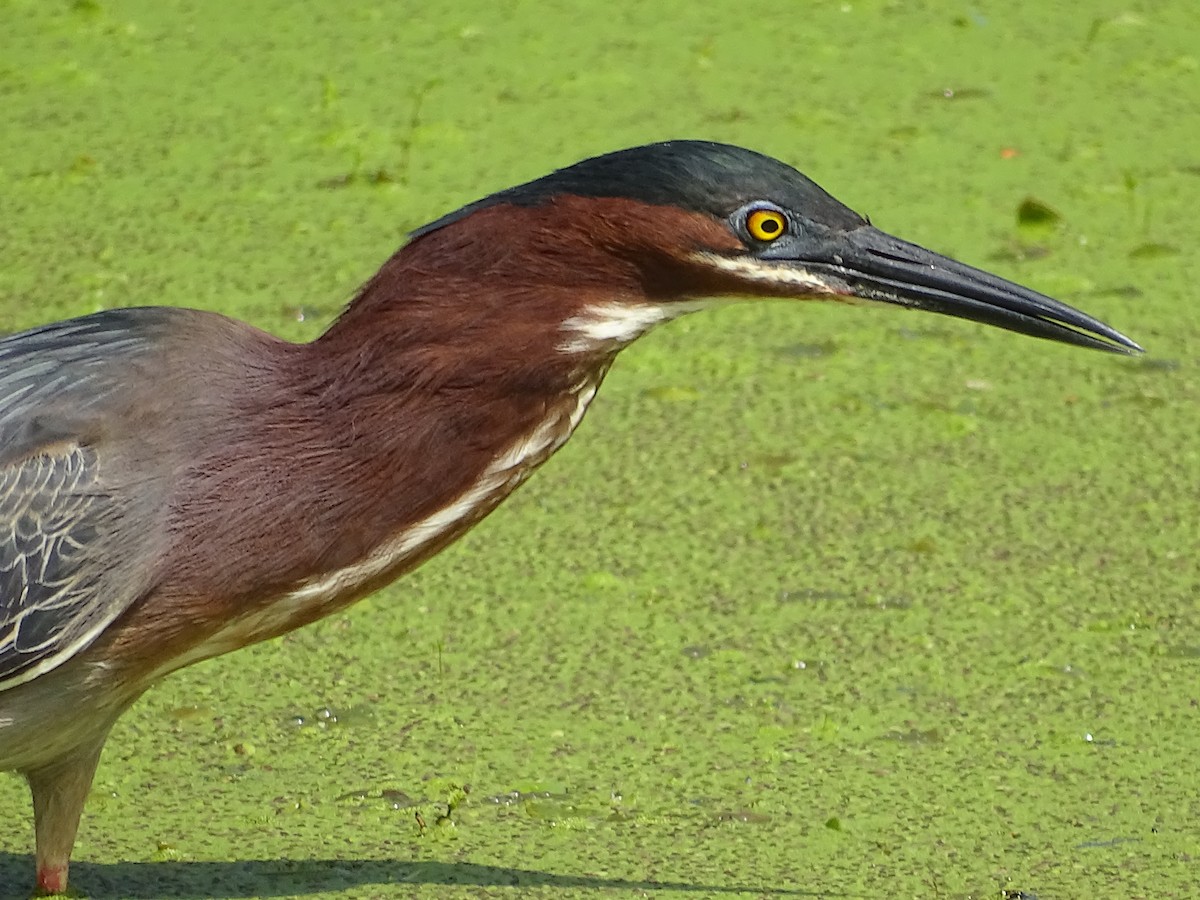 Green Heron - Jim Walton