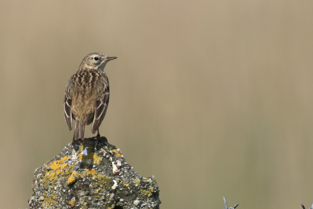 Meadow Pipit - Paul (Mac) Smith   🦅