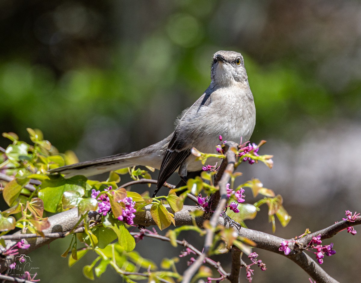 Northern Mockingbird - ML618831154