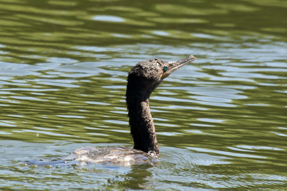 Neotropic Cormorant - Lori Buhlman