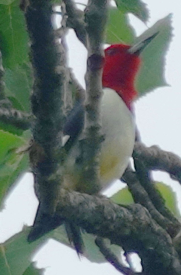 Red-headed Woodpecker - ML618831175