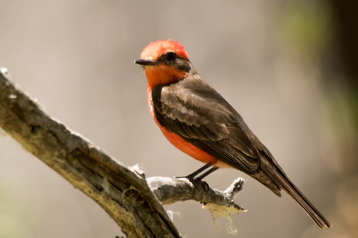 Vermilion Flycatcher - Lori Buhlman