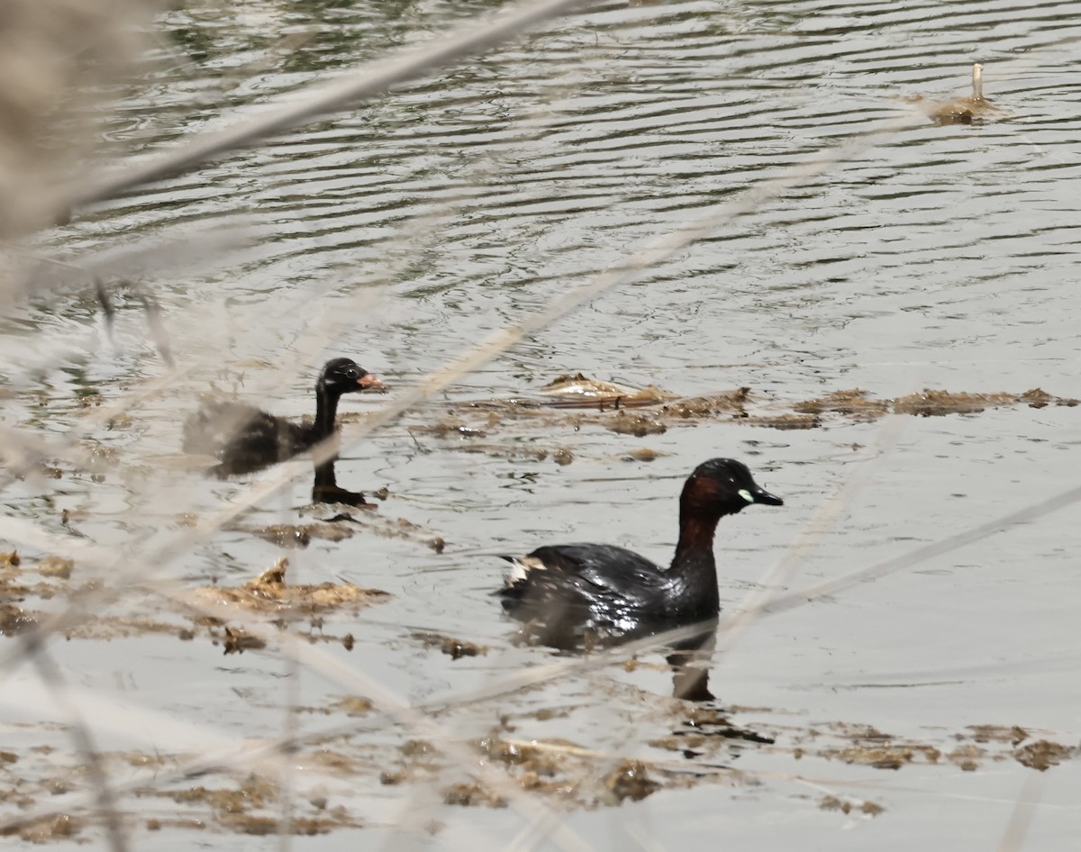 Little Grebe - Murat Polat