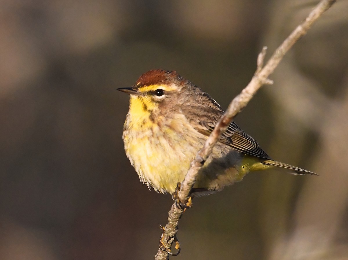 Palm Warbler - ML618831187