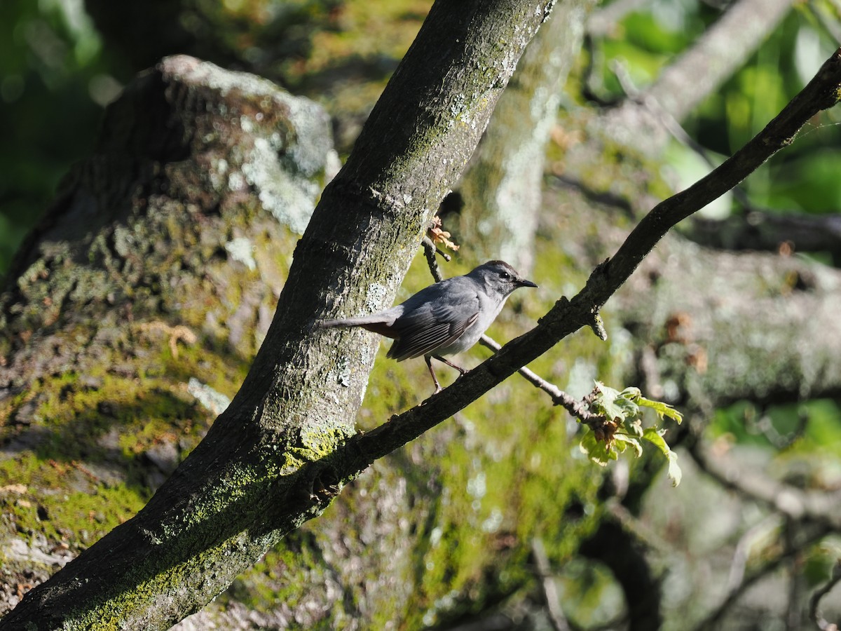 Gray Catbird - ML618831199