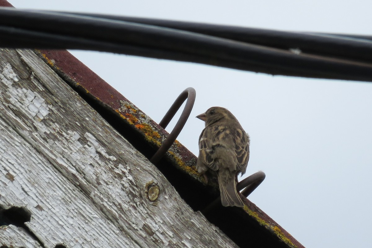 House Sparrow - Antonina V