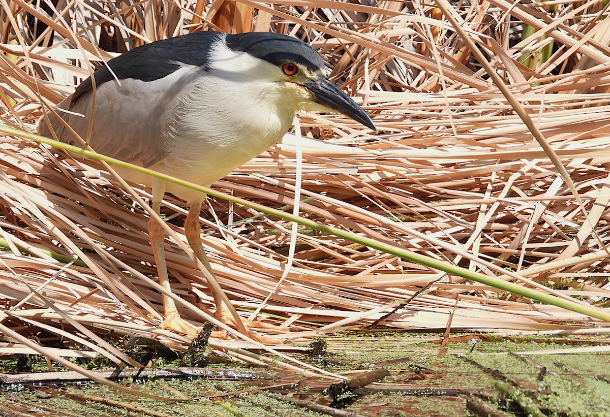 Black-crowned Night Heron - Kurt Wahl