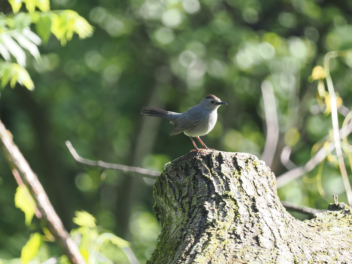 Gray Catbird - ML618831205