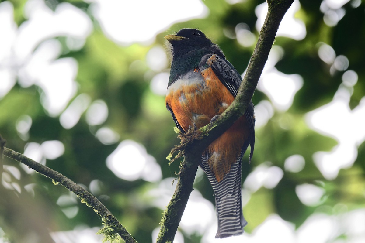 Collared Trogon - Zbigniew Wnuk