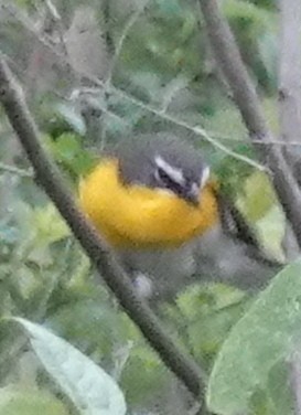 Yellow-breasted Chat - ML618831217