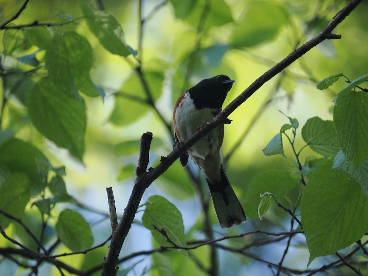 Eastern Towhee - ML618831226