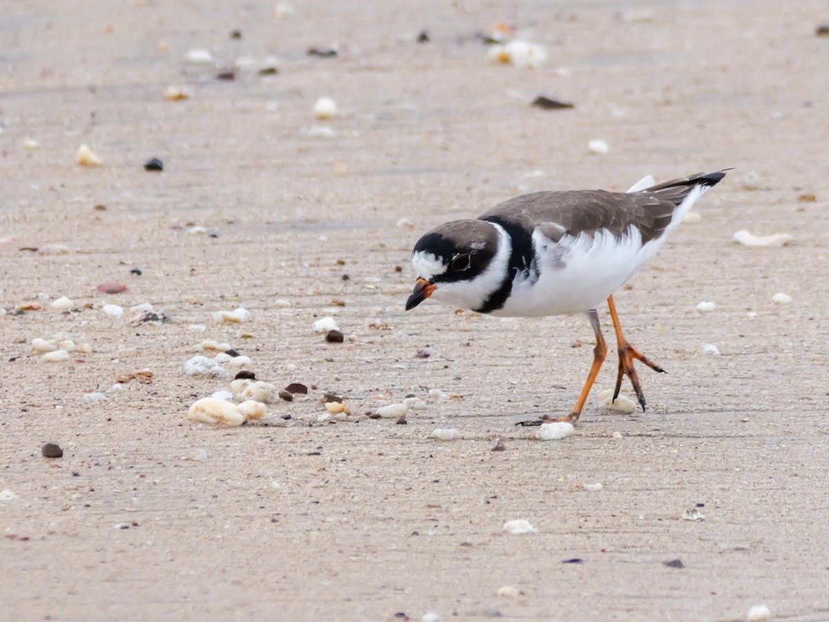 Semipalmated Plover - Henry Malec-Scott