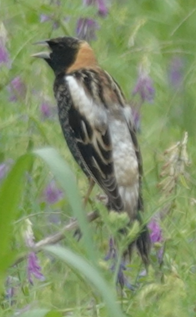 bobolink - ML618831231