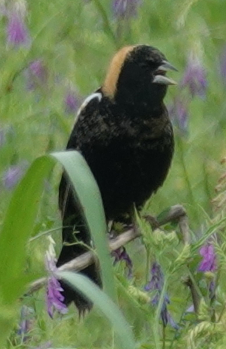 Bobolink - ML618831232