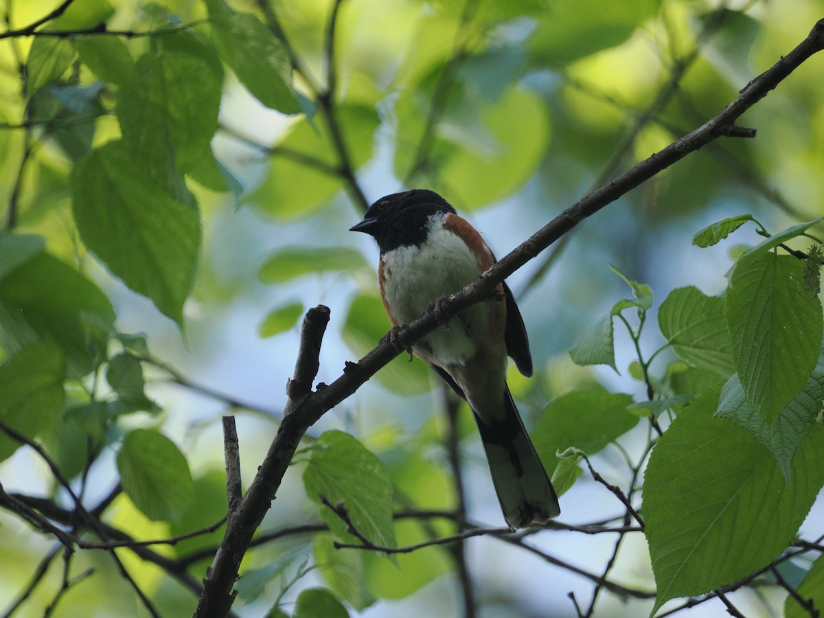 Eastern Towhee - Adrian Hamins-Puertolas