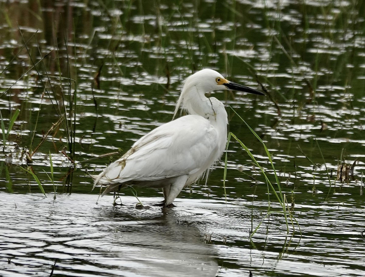 Snowy Egret - ML618831242