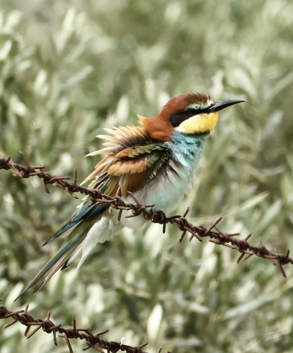 European Bee-eater - ML618831246