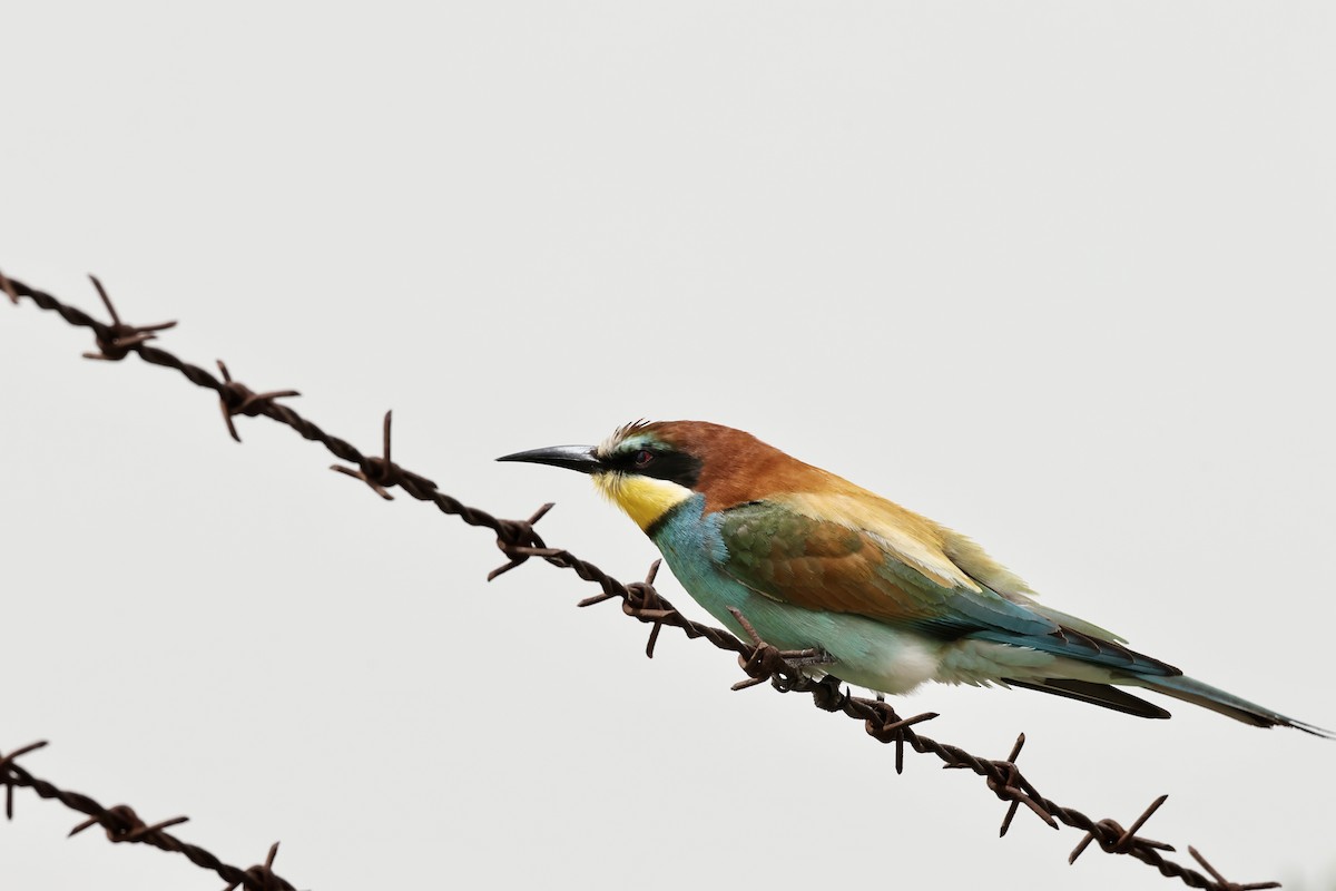 European Bee-eater - ML618831247