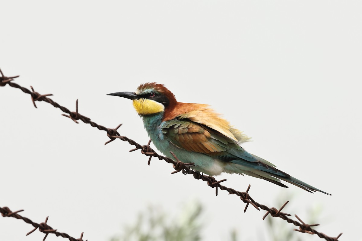 European Bee-eater - ML618831248