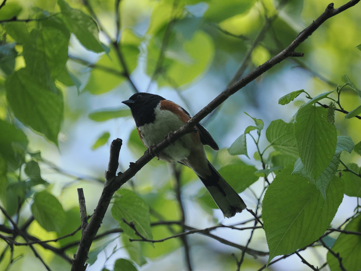 Eastern Towhee - ML618831251