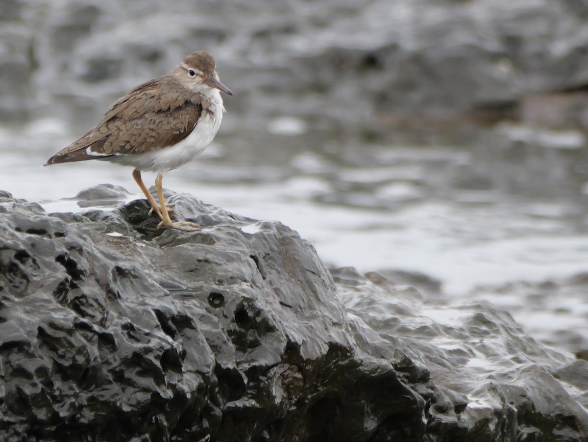 Spotted Sandpiper - Henry Malec-Scott