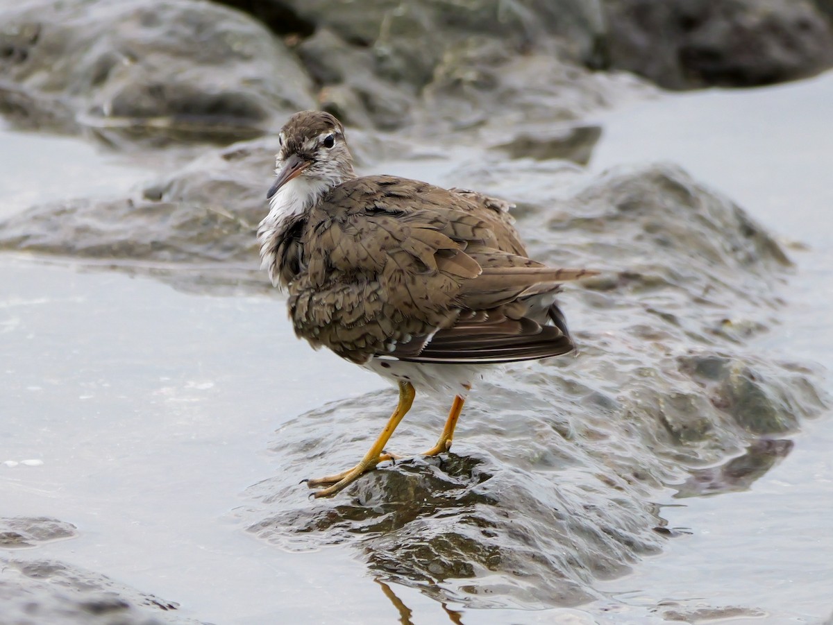 Spotted Sandpiper - Henry Malec-Scott