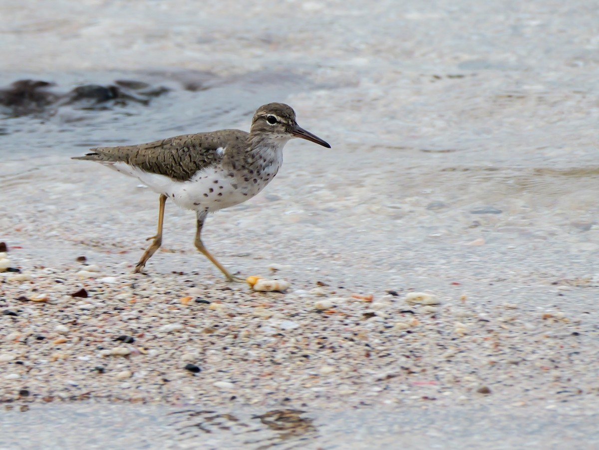 Spotted Sandpiper - Henry Malec-Scott