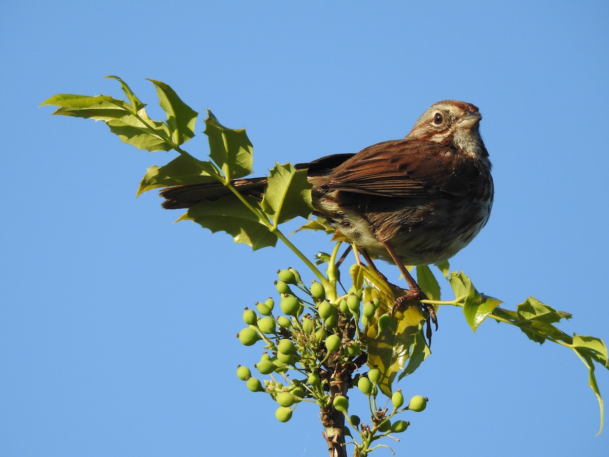 Song Sparrow - Bart Valentine