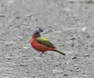 Painted Bunting - ML618831265