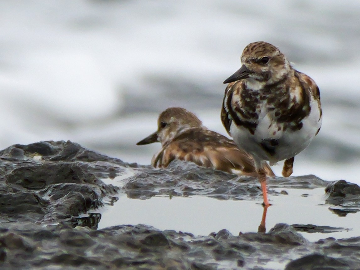 Ruddy Turnstone - Henry Malec-Scott