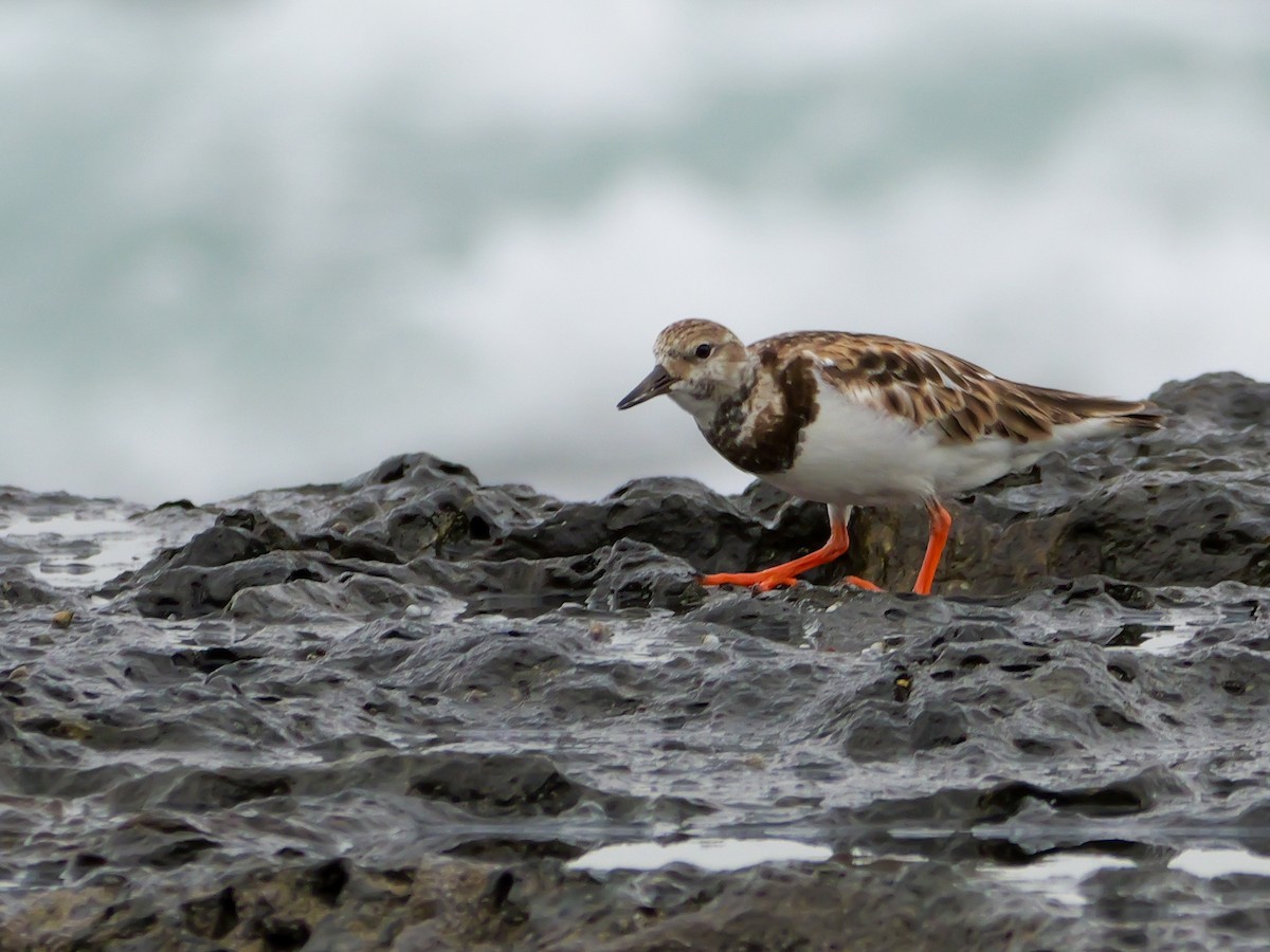 Ruddy Turnstone - Henry Malec-Scott