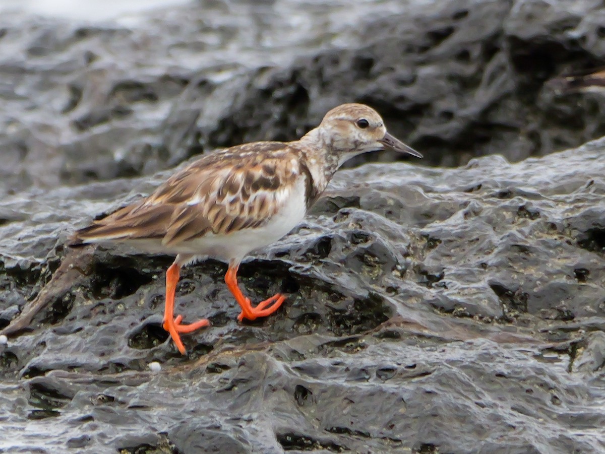 Ruddy Turnstone - Henry Malec-Scott