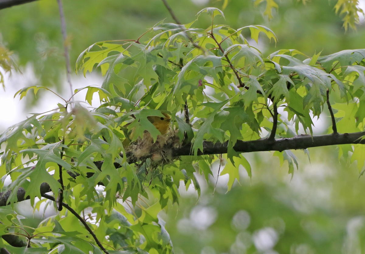 Yellow Warbler - ML618831304