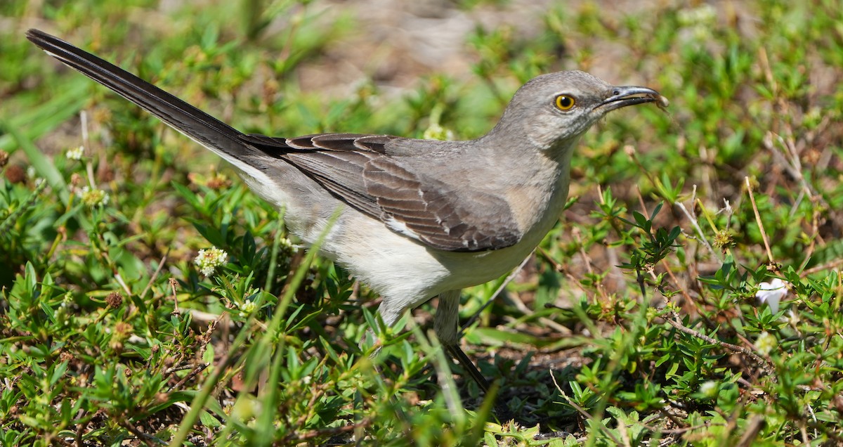 Northern Mockingbird - Dave Bowman