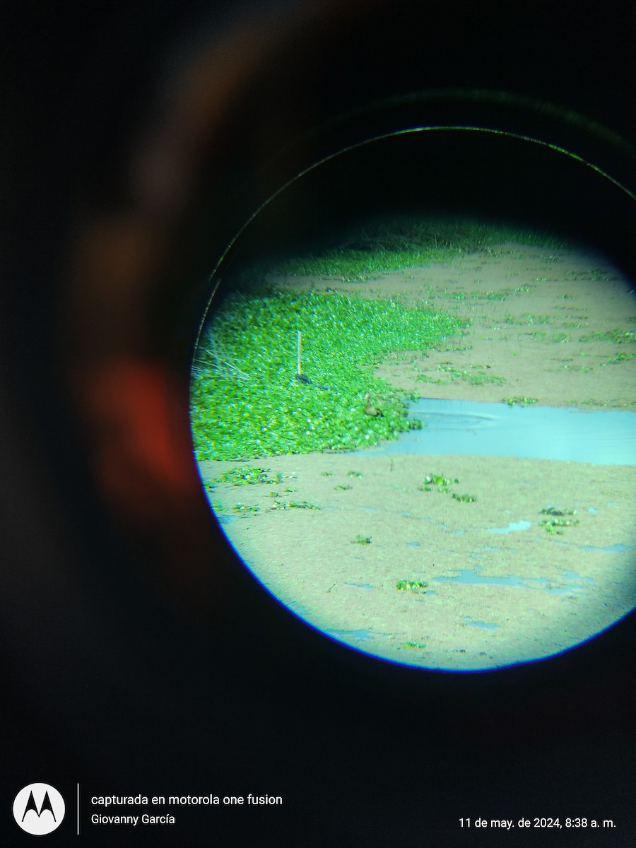 Black-bellied Whistling-Duck - ML618831319