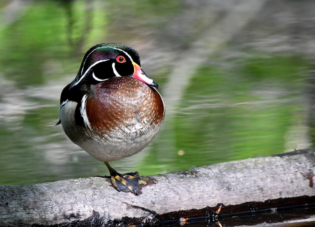 Wood Duck - Stéphane Barrette