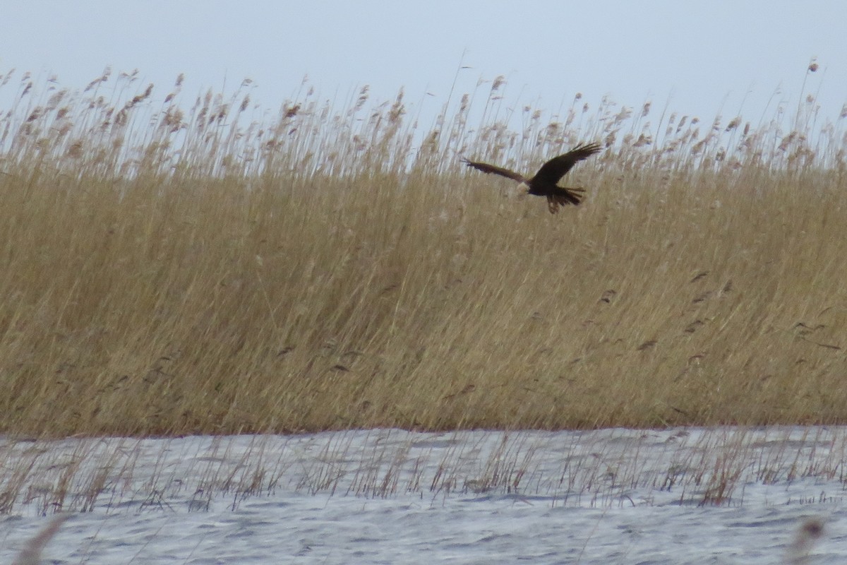 Western Marsh Harrier - Antonina V