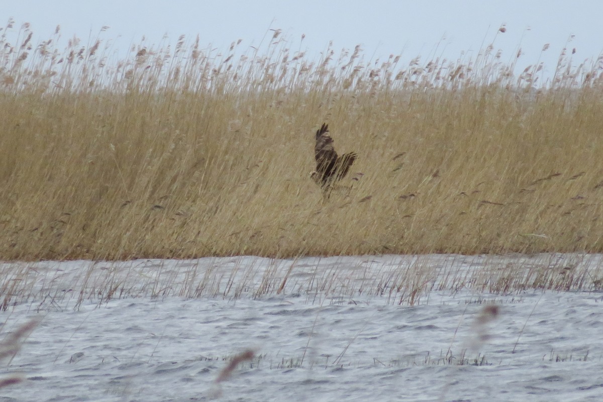 Western Marsh Harrier - Antonina V